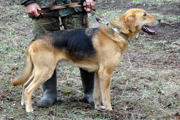 трубач РибDSC09651.JPG