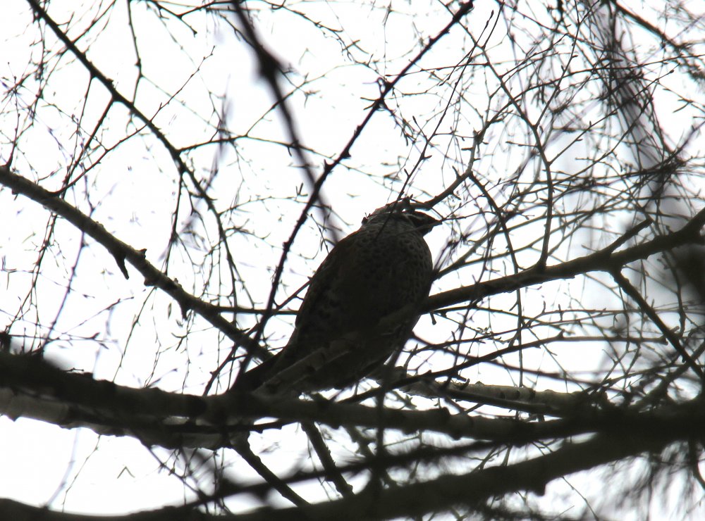 IMG_3513 - мал.jpg