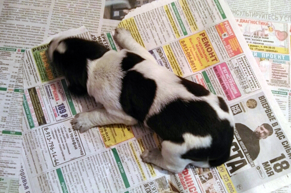 кобель 4P_20170501_103030.jpg