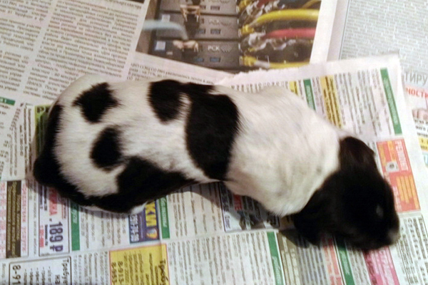 сука 1 P_20170501_103213.jpg