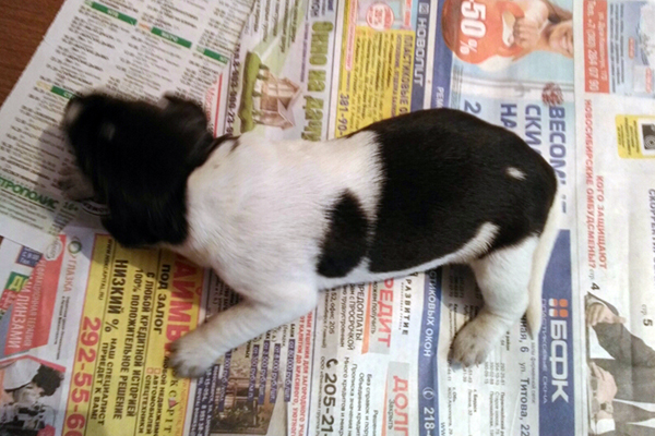 сука 2 P_20170501_103521.jpg