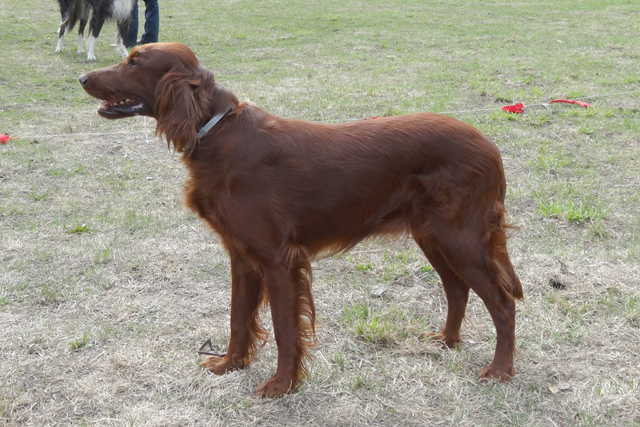 кони DSC00138.JPG