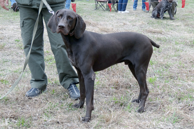 босс барриDSC00186.JPG