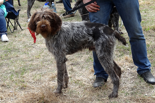 дан трофимовDSC00310.JPG