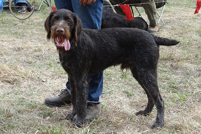 аксель DSC00362.JPG