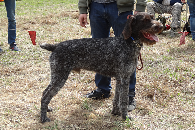 булат DSC00365.JPG