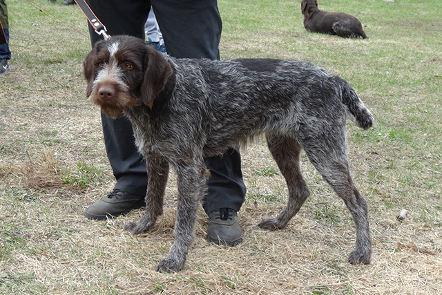 герда куликовDSC00425.JPG