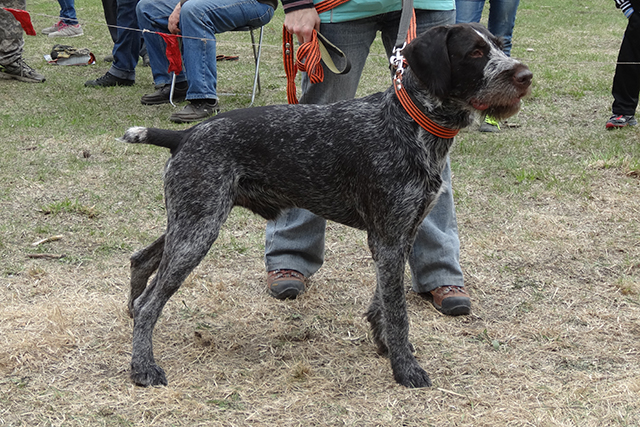 галло DSC00488.JPG