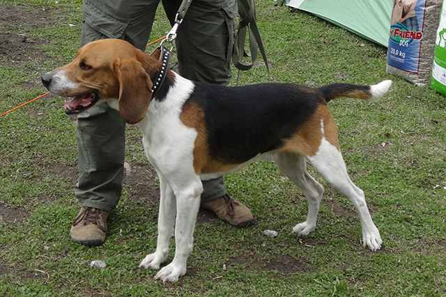 плакун разнатовDSC00158.JPG