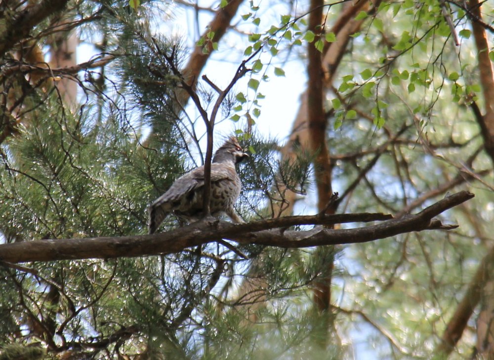 IMG_3538 - мал.jpg