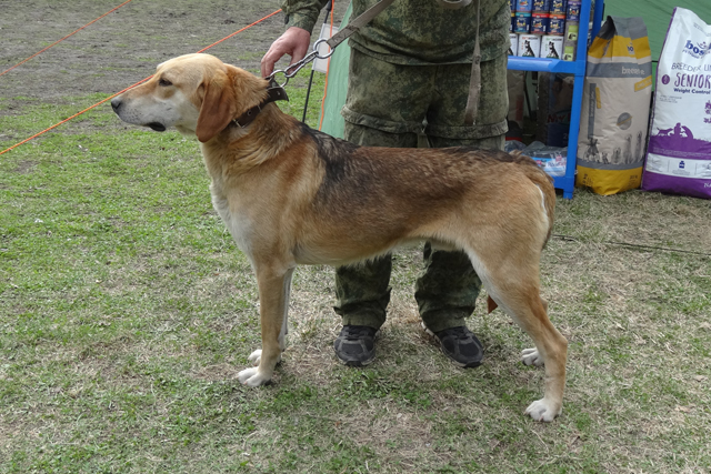 бушуй голубковDSC00284.JPG