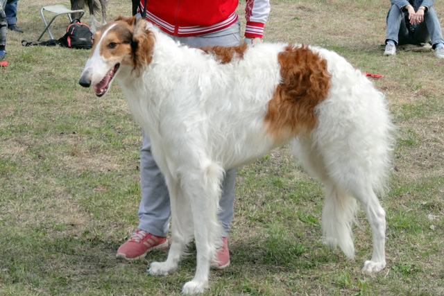 яхонт хваткийDSC00140.JPG