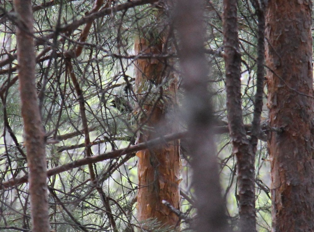 IMG_3589 - мал.jpg