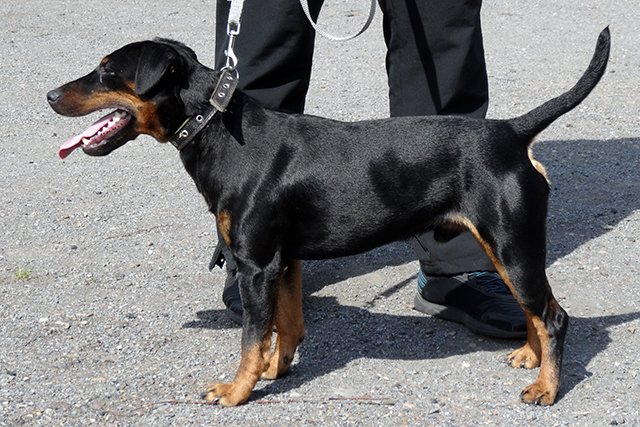 райс гончарук DSC00682.JPG