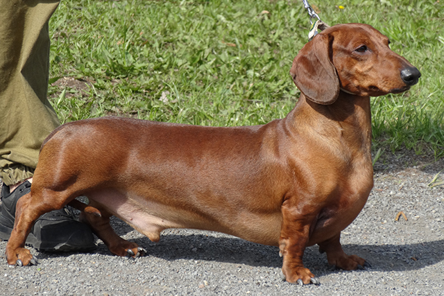 девизион россииDSC00688.JPG