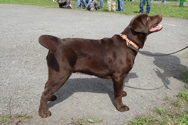 Саймон Нью Энджел DSC00693.JPG