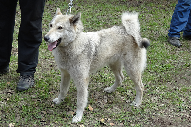 Бойка ЧудиковDSC00712.JPG