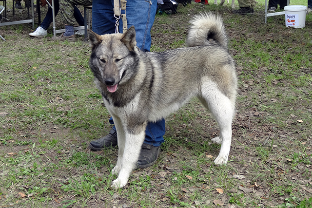 Берта БелорыбкинDSC00713.JPG