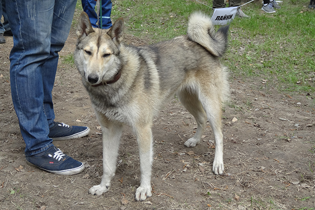 чара АбышевDSC00711.jpg