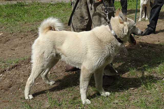 рэм олейниковDSC00716.JPG