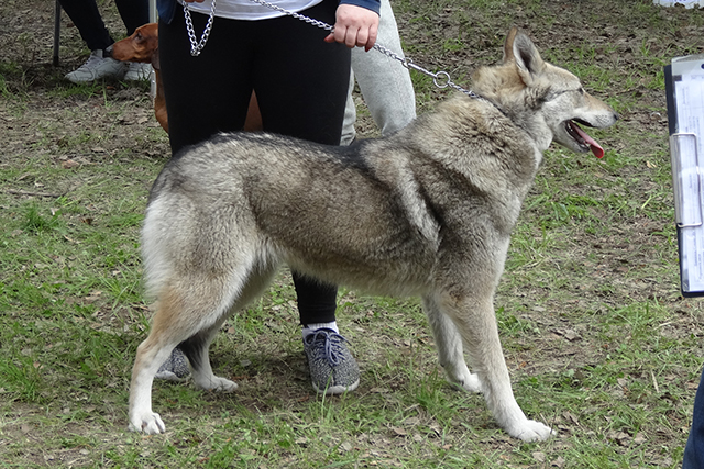 шельма трофимоваDSC00725.JPG