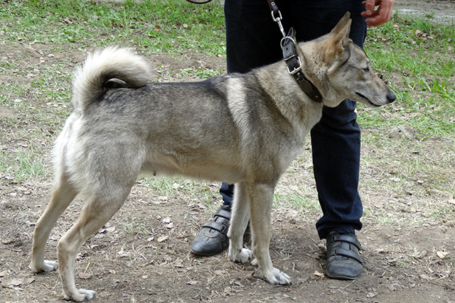 герда горбальDSC00737.JPG