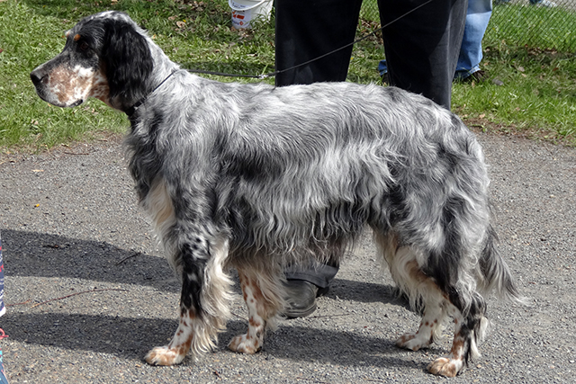 глориус как волшебствоDSC00700.JPG