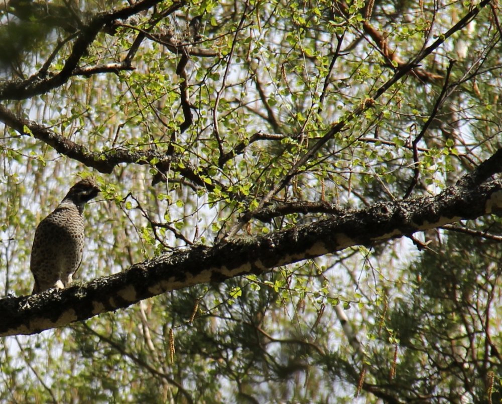 IMG_3546 - мал.jpg