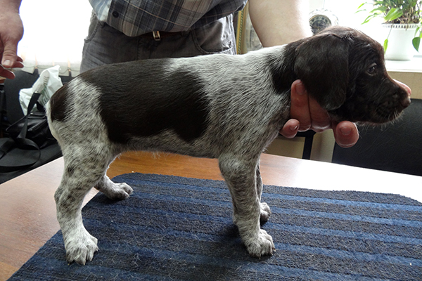 рона DSC00784.JPG