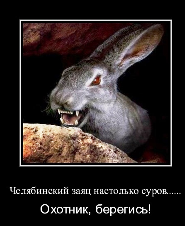 Смешное про зайцев. Анекдот про кролика. Приколы про Зайцев. Прикольный заяц. Шутка про зайца.