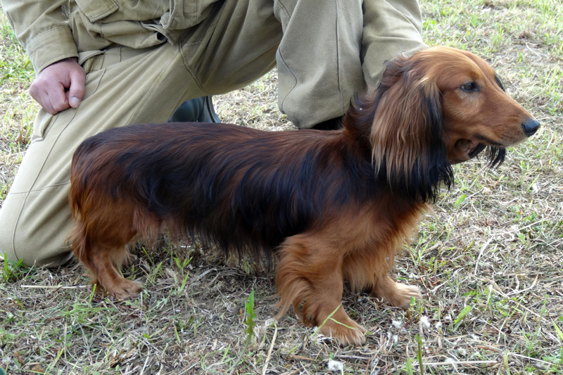 неутомимый охотник ланселот1320.JPG