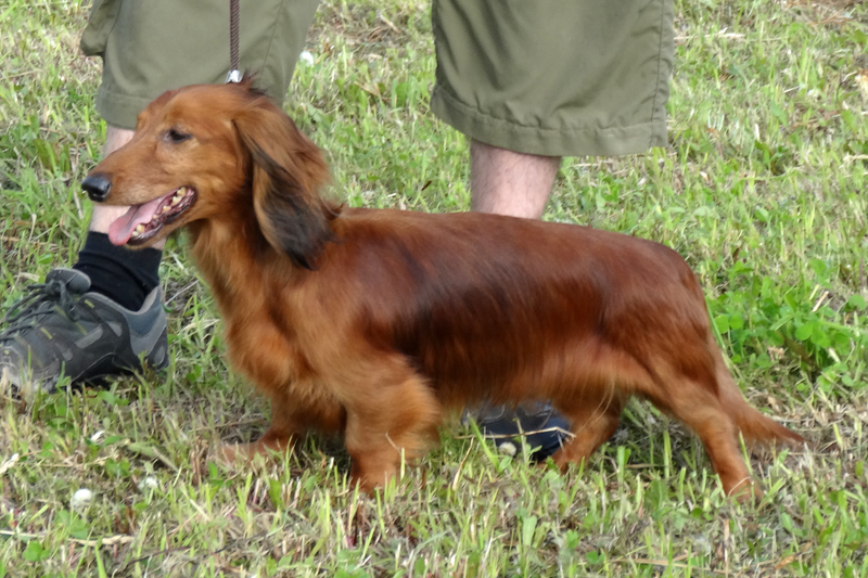 неутомимый охотник Леди ин Ред1337.JPG