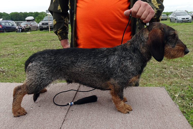 Охотничий глахотничий мерлин DSC00989.JPG