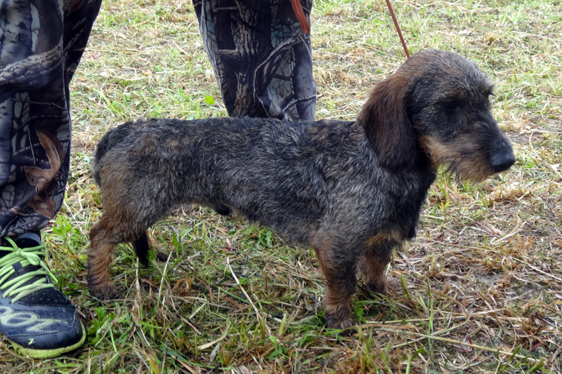 охот гладиатор дамир 01069.JPG