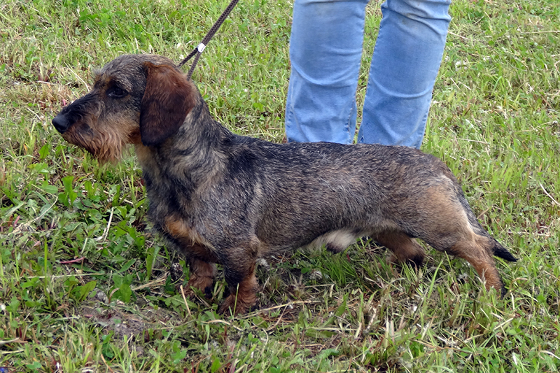 охотничий гладиатор ганс 1063.JPG