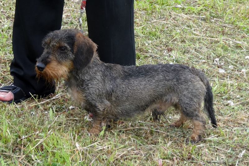 рубеллатрикс Макинтош 01064.JPG