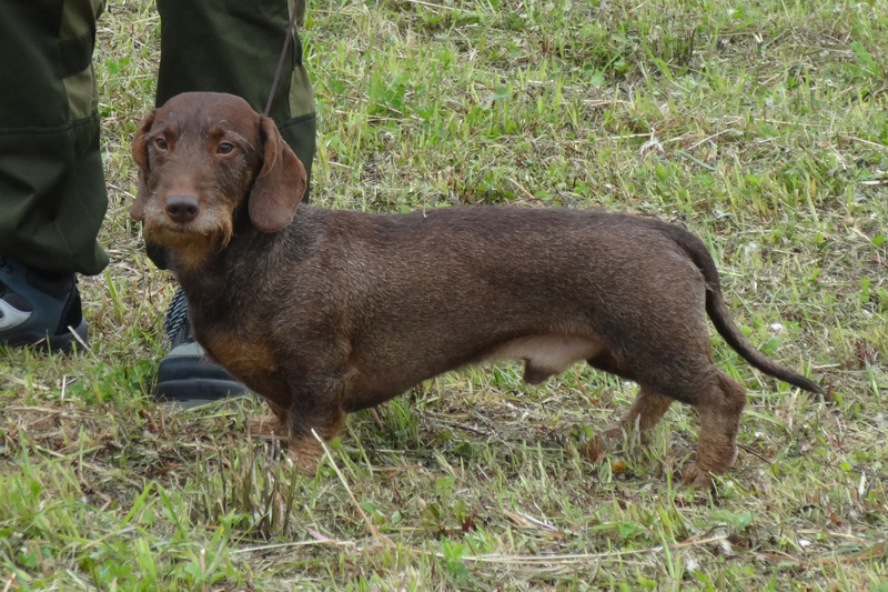 Тилкен Киройлева Сиили 01177.JPG