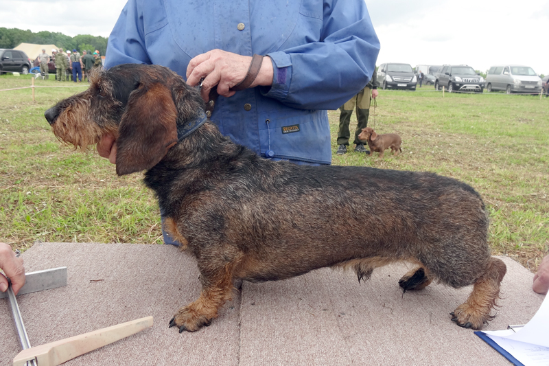 армин Ауринко01168.JPG