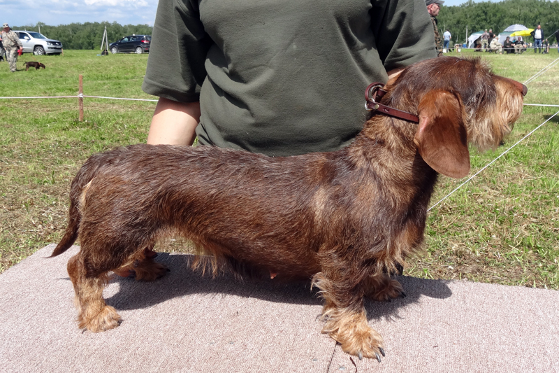 Рубеллатрикс Забава01193.JPG