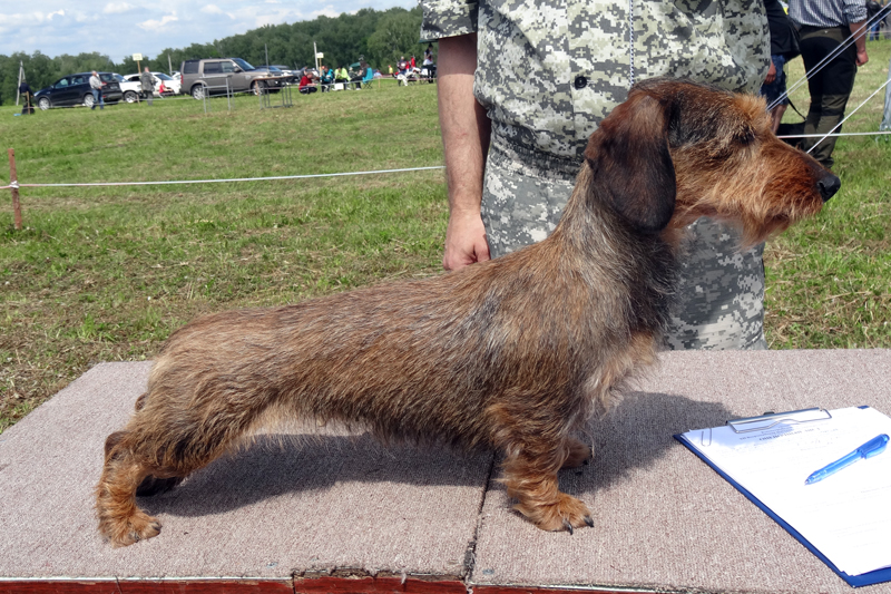 рубеллатрикс Кализи 01189.JPG