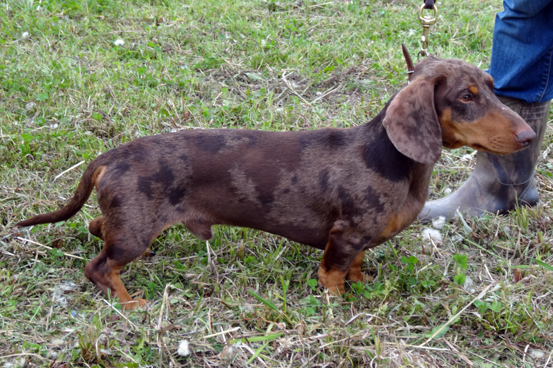 Дар Самоцвета Эренст Хеменгуей1000.JPG