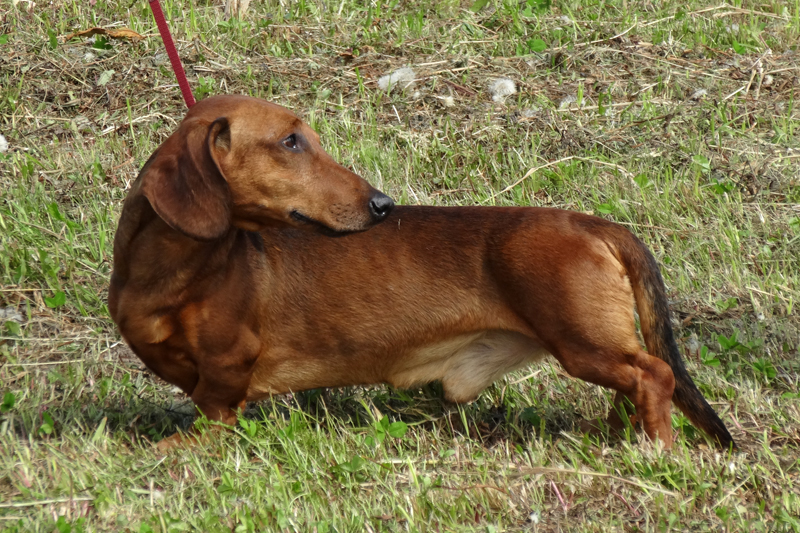 аякс Троянский Герой01268.JPG