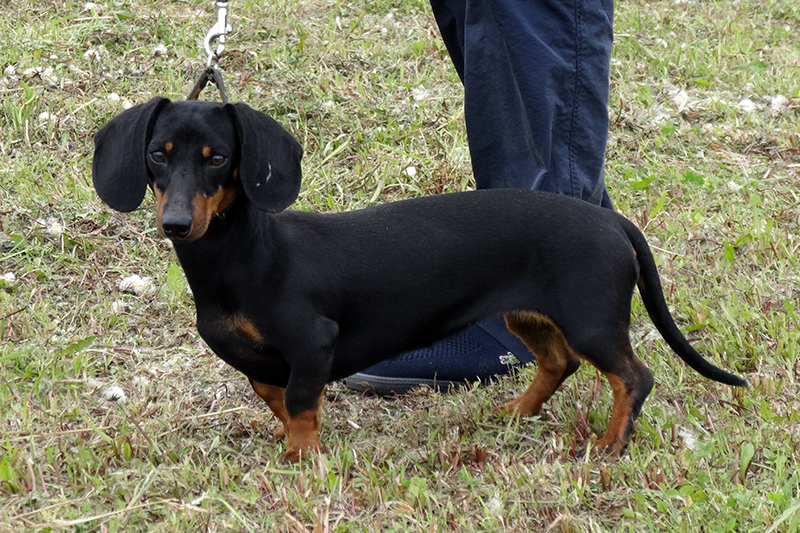 Таксагалактик Руфина1008.JPG