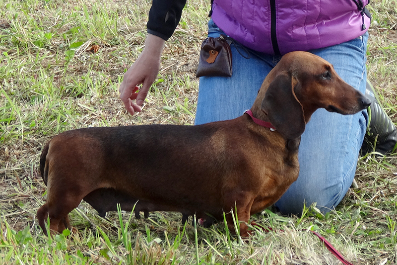 Даксибест Дебора C01308.JPG