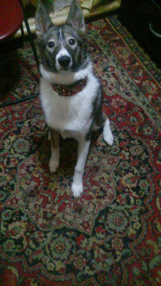 щен лайка.jpg