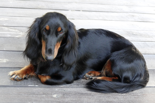 шарлиз DSC01815.JPG