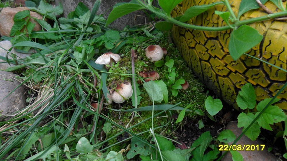 Опенки.JPG