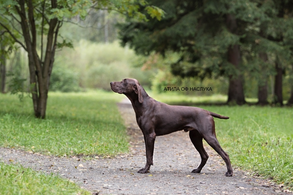 Атила _9211.jpg