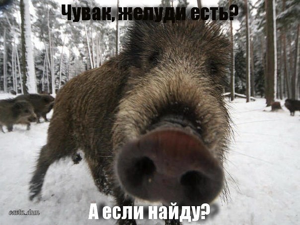 Гопник.jpg