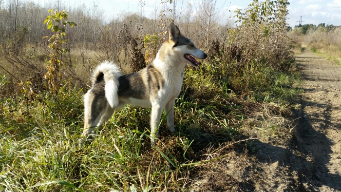 Тирон 4 года.jpg